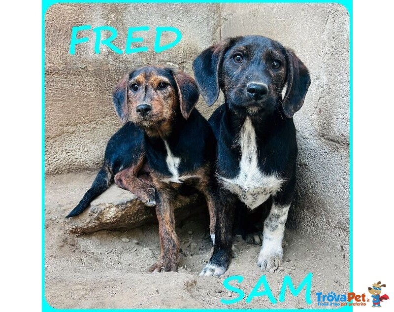 Fred e sam 5 mesi Adorabili Similbassottini tg Mediopicc. - Foto n. 1