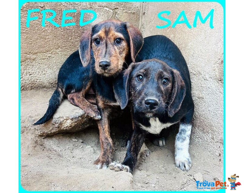 Fred e sam 5 mesi Adorabili Similbassottini tg Mediopicc. - Foto n. 2