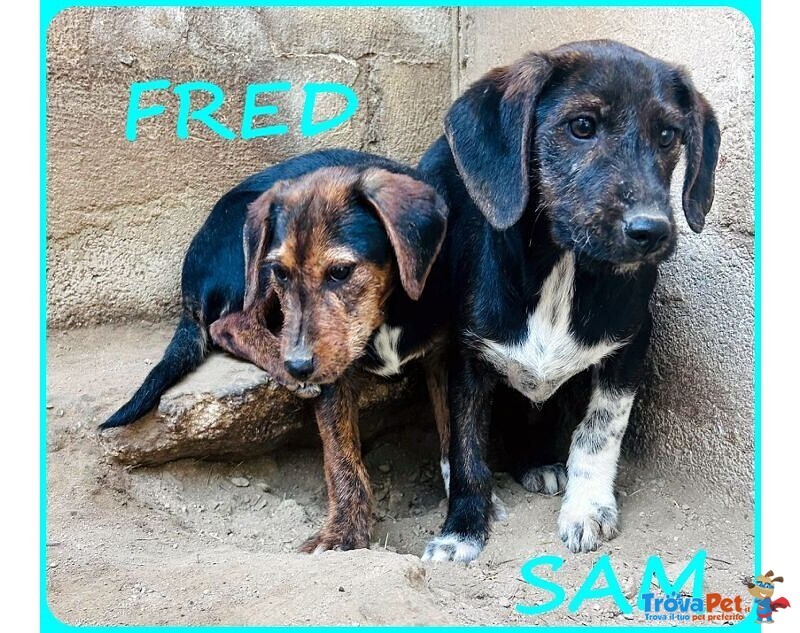 Fred e sam 5 mesi Adorabili Similbassottini tg Mediopicc. - Foto n. 3
