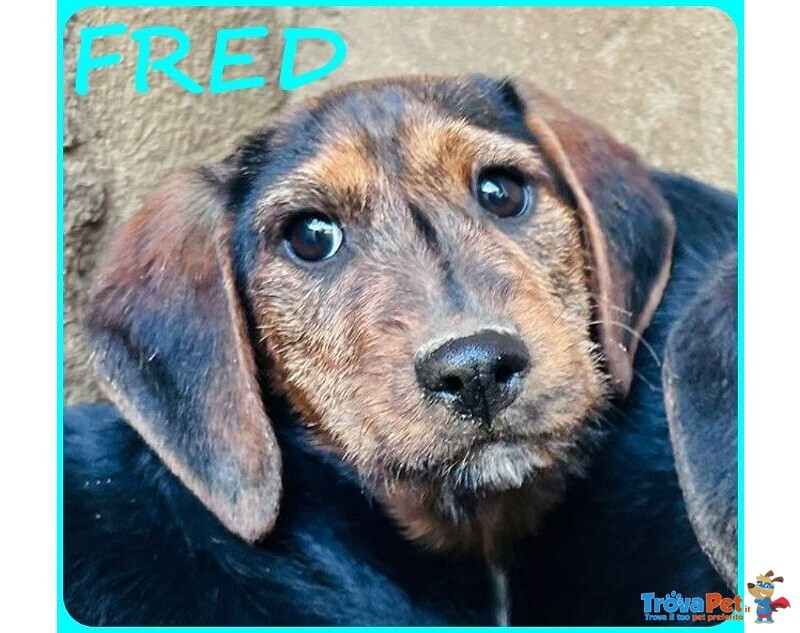 Fred e sam 5 mesi Adorabili Similbassottini tg Mediopicc. - Foto n. 5