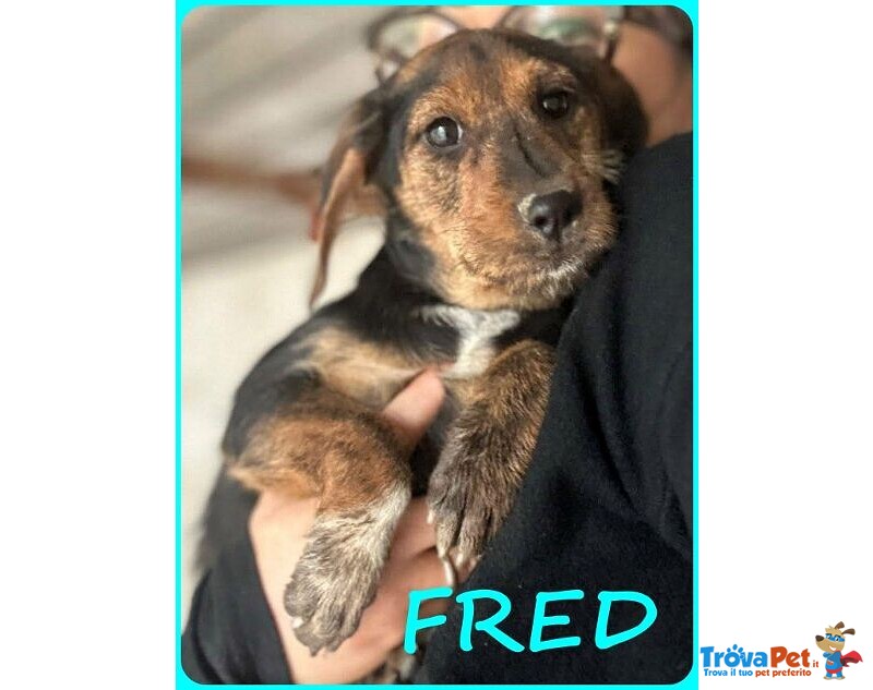 Fred e sam 5 mesi Adorabili Similbassottini tg Mediopicc. - Foto n. 6