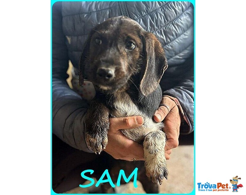 Fred e sam 5 mesi Adorabili Similbassottini tg Mediopicc. - Foto n. 7