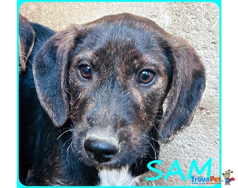 Fred e sam 5 mesi Adorabili Similbassottini tg Mediopicc. - Foto n. 8