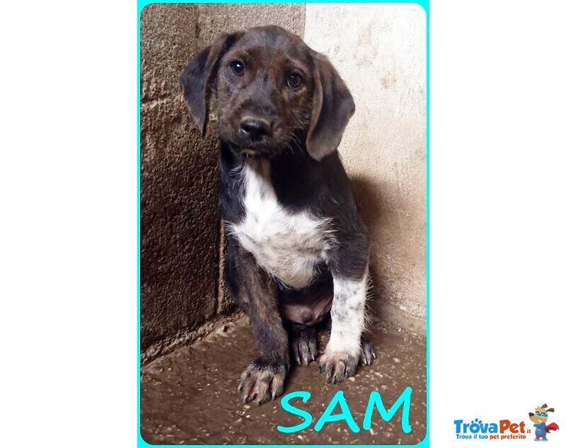 Fred e sam 5 mesi Adorabili Similbassottini tg Mediopicc. - Foto n. 9