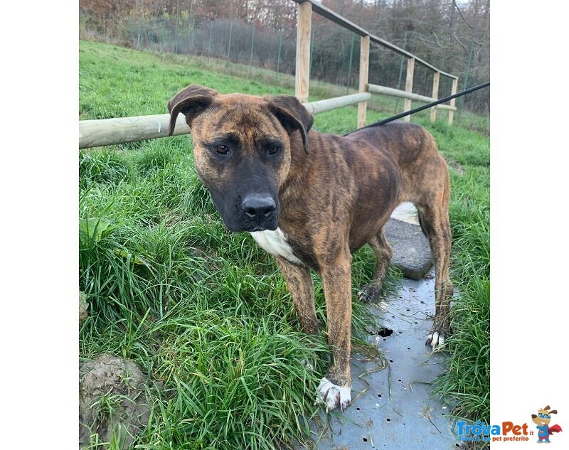 Morgana mix Molossa Affettuosa con le Persone! Adulta - Foto n. 1