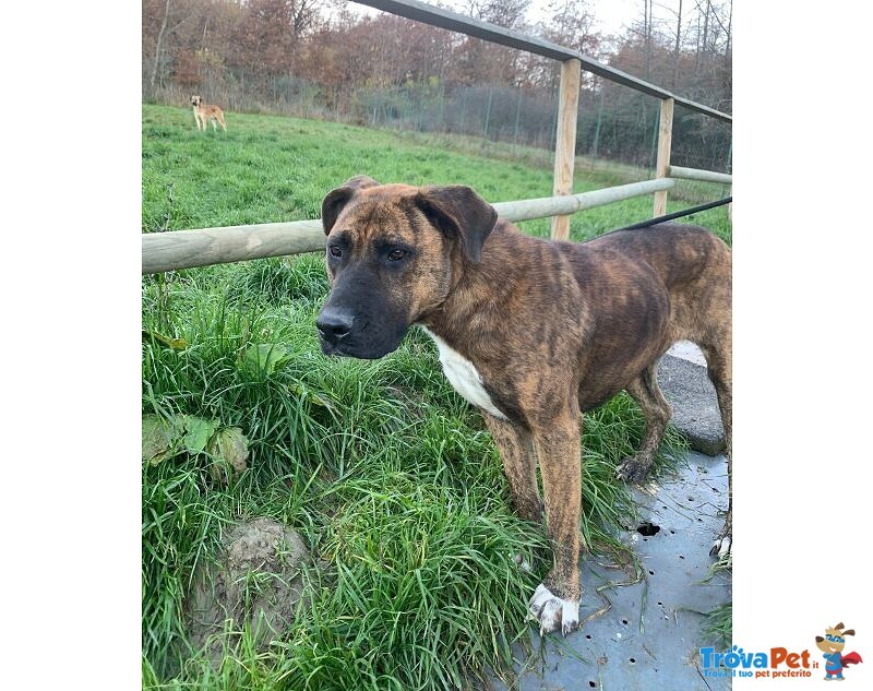 Morgana mix Molossa Affettuosa con le Persone! Adulta - Foto n. 3