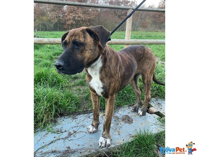 Morgana mix Molossa Affettuosa con le Persone! Adulta - Foto n. 4