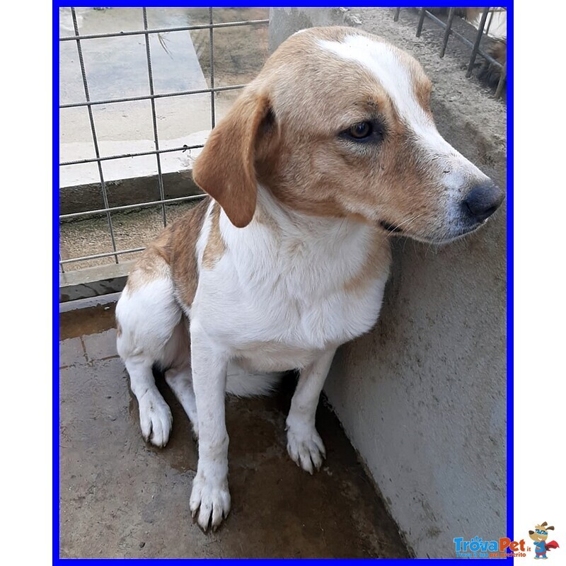 Rose 7anni Dolce Triste Patatina - Foto n. 1