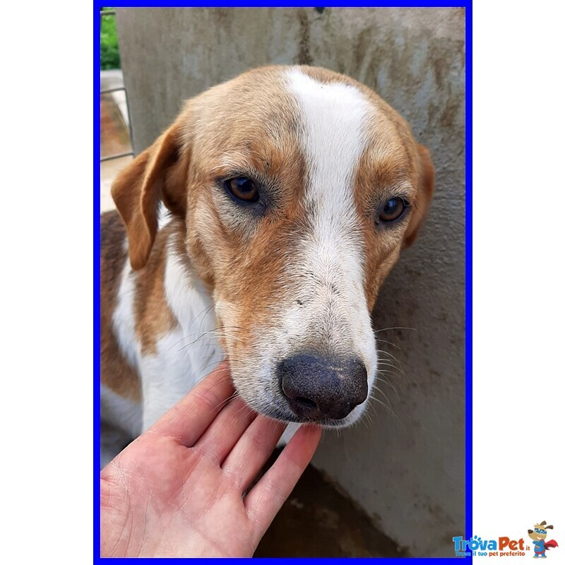 Rose 7anni Dolce Triste Patatina - Foto n. 2