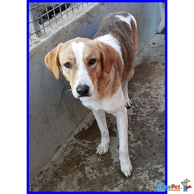 Rose 7anni Dolce Triste Patatina - Foto n. 3