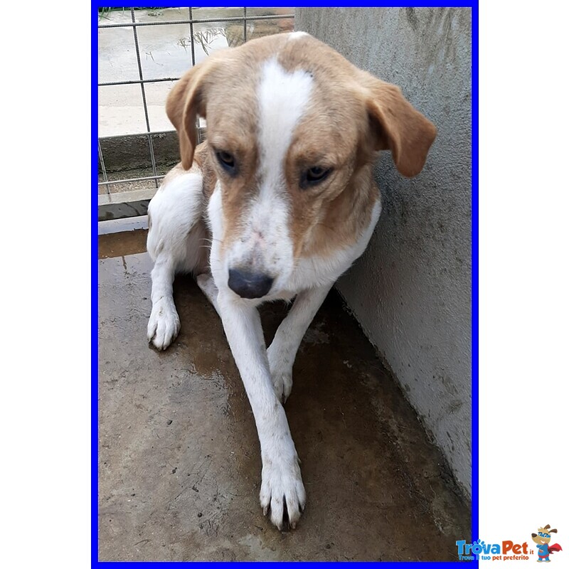 Rose 7anni Dolce Triste Patatina - Foto n. 4