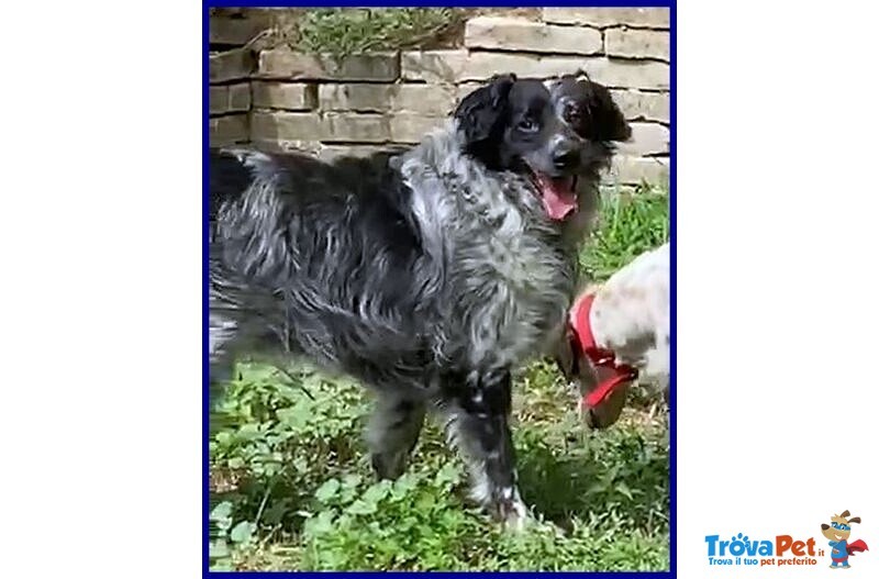 Nacho 8-9anni Gioioso e Giocherellone - Foto n. 1