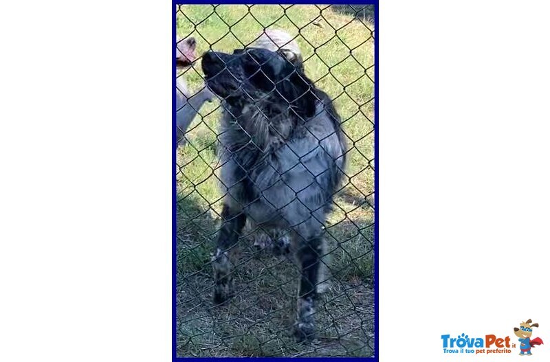 Nacho 8-9anni Gioioso e Giocherellone - Foto n. 3