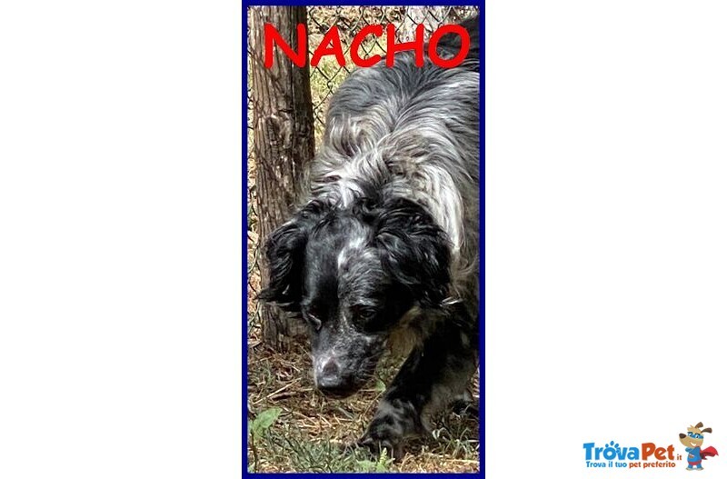 Nacho 8-9anni Gioioso e Giocherellone - Foto n. 4