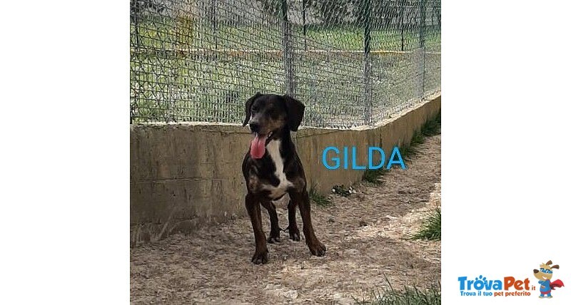 Gilda 4anni Buona con Tutti! - Foto n. 1