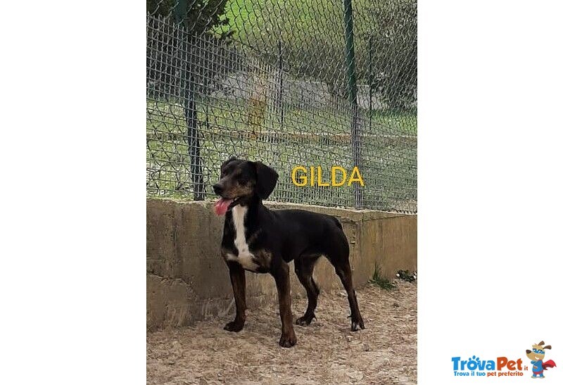 Gilda 4anni Buona con Tutti! - Foto n. 3