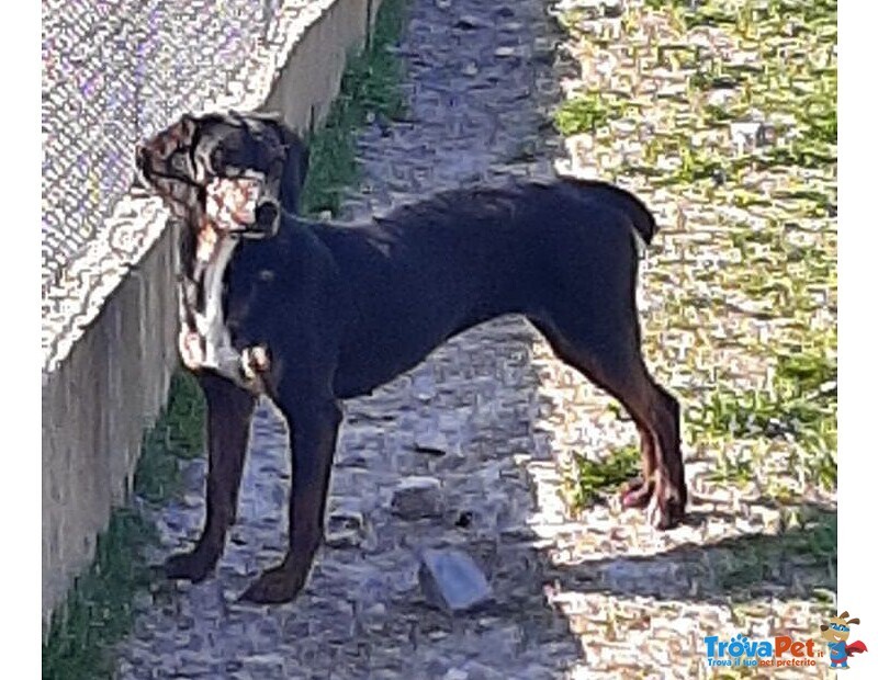 Gilda 4anni Buona con Tutti! - Foto n. 4