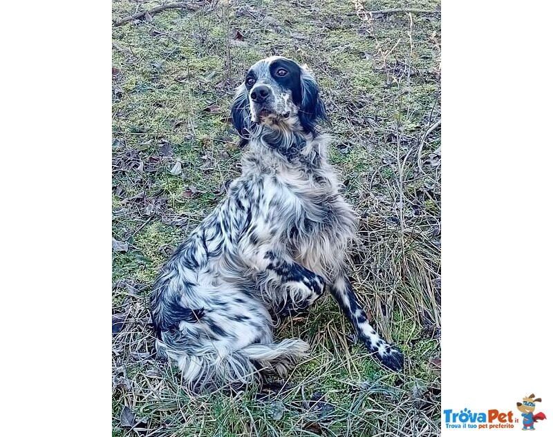 Pirata Giovane Setter in Cerca di Famiglia - Foto n. 1
