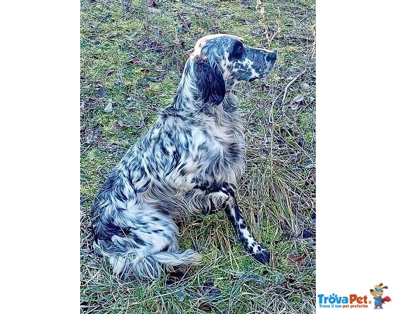 Pirata Giovane Setter in Cerca di Famiglia - Foto n. 2