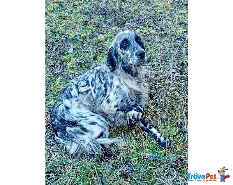 Pirata Giovane Setter in Cerca di Famiglia - Foto n. 3