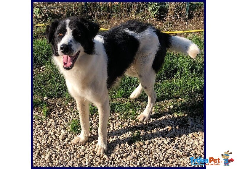 Petrux 8 anni Meraviglioso Patatone Buono con Tutti! - Foto n. 1