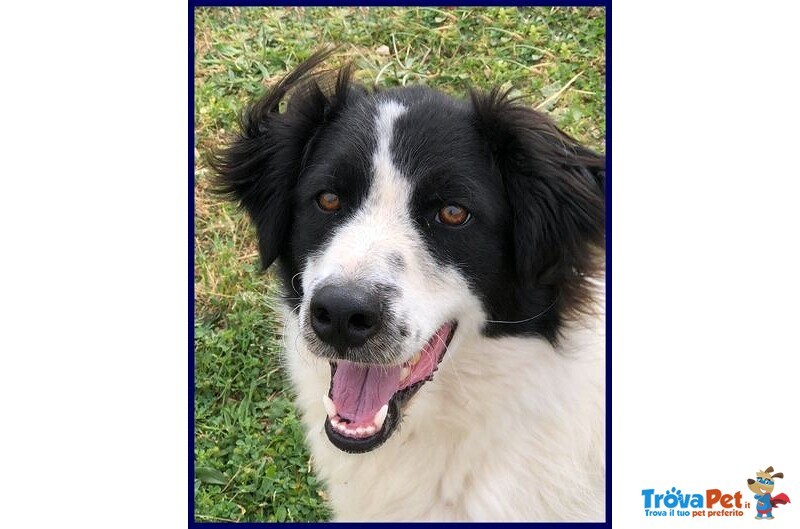 Petrux 8 anni Meraviglioso Patatone Buono con Tutti! - Foto n. 2