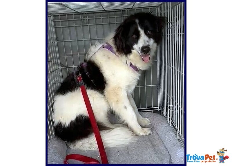 Petrux 8 anni Meraviglioso Patatone Buono con Tutti! - Foto n. 3