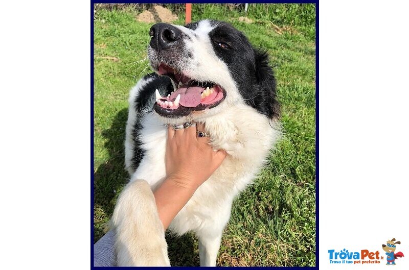 Petrux 8 anni Meraviglioso Patatone Buono con Tutti! - Foto n. 4