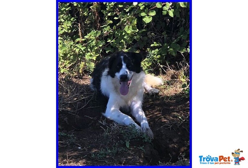 Petrux 8 anni Meraviglioso Patatone Buono con Tutti! - Foto n. 5