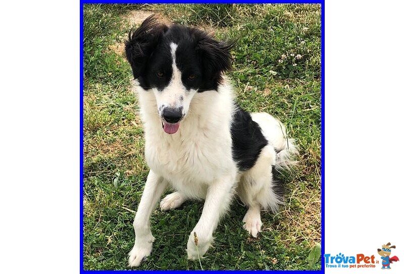 Petrux 8 anni Meraviglioso Patatone Buono con Tutti! - Foto n. 6