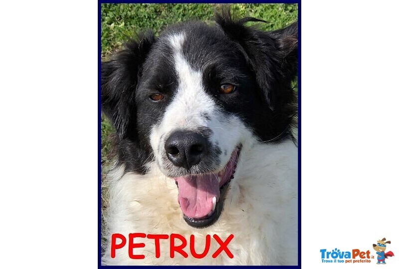 Petrux 8 anni Meraviglioso Patatone Buono con Tutti! - Foto n. 7