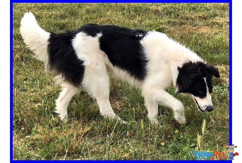 Petrux 8 anni Meraviglioso Patatone Buono con Tutti! - Foto n. 8