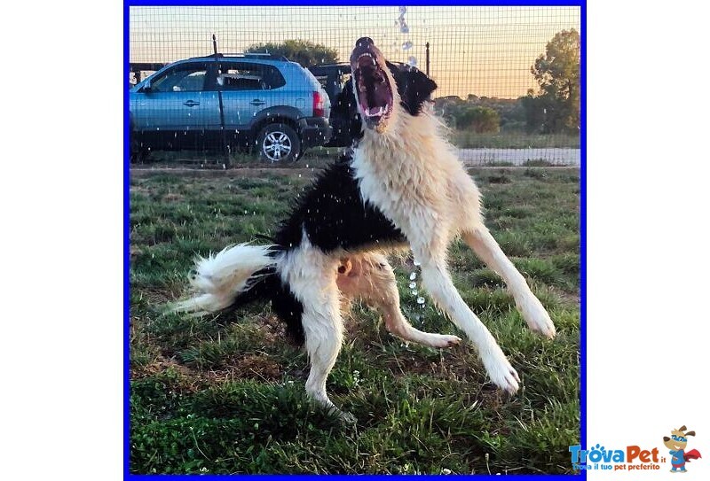 Petrux 8 anni Meraviglioso Patatone Buono con Tutti! - Foto n. 9