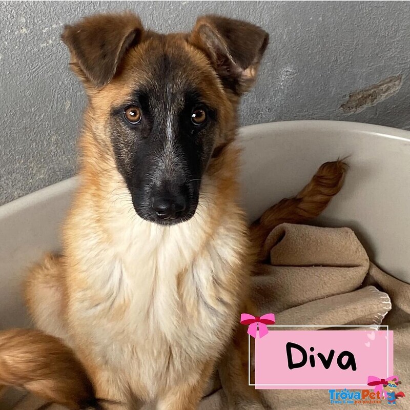 Diva Splendida Incrocio Pastore Belga Cerca casa - 5 mesi e Mezzo in Canile! - Foto n. 1