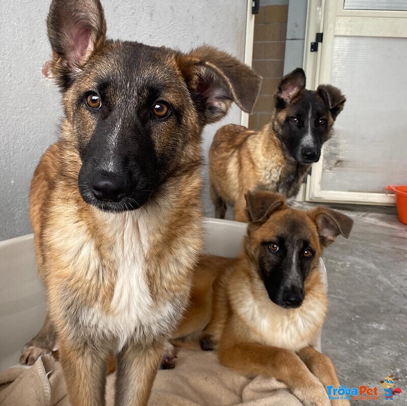 Diva Splendida Incrocio Pastore Belga Cerca casa - 5 mesi e Mezzo in Canile! - Foto n. 2