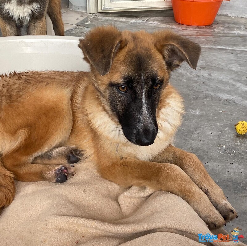 Diva Splendida Incrocio Pastore Belga Cerca casa - 5 mesi e Mezzo in Canile! - Foto n. 4