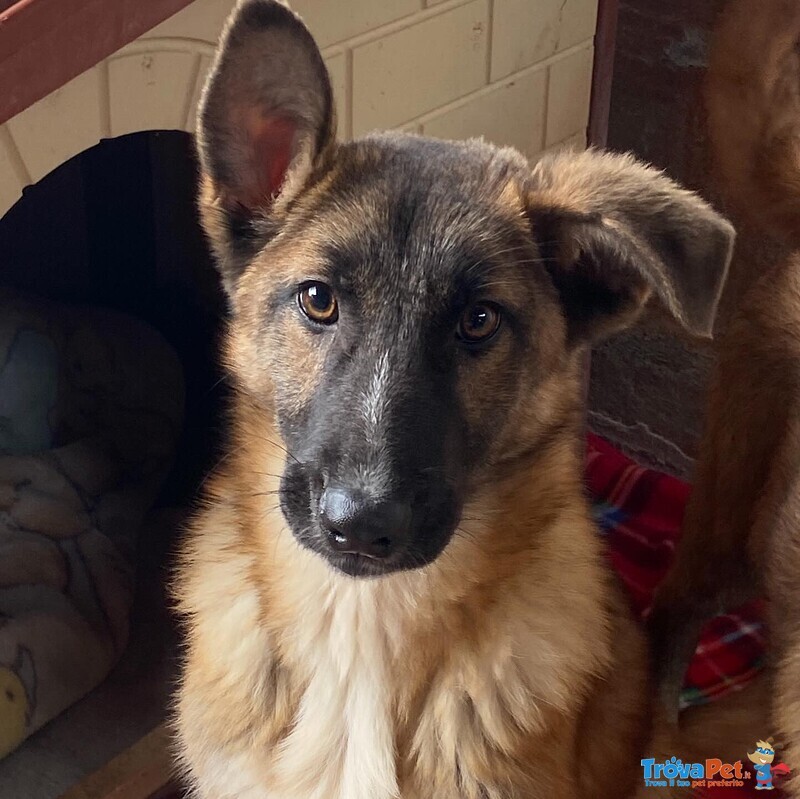 Dafne Cucciolona Incrocio Pastore Belga Cerca casa - Adozione Canile di Latina - Foto n. 3