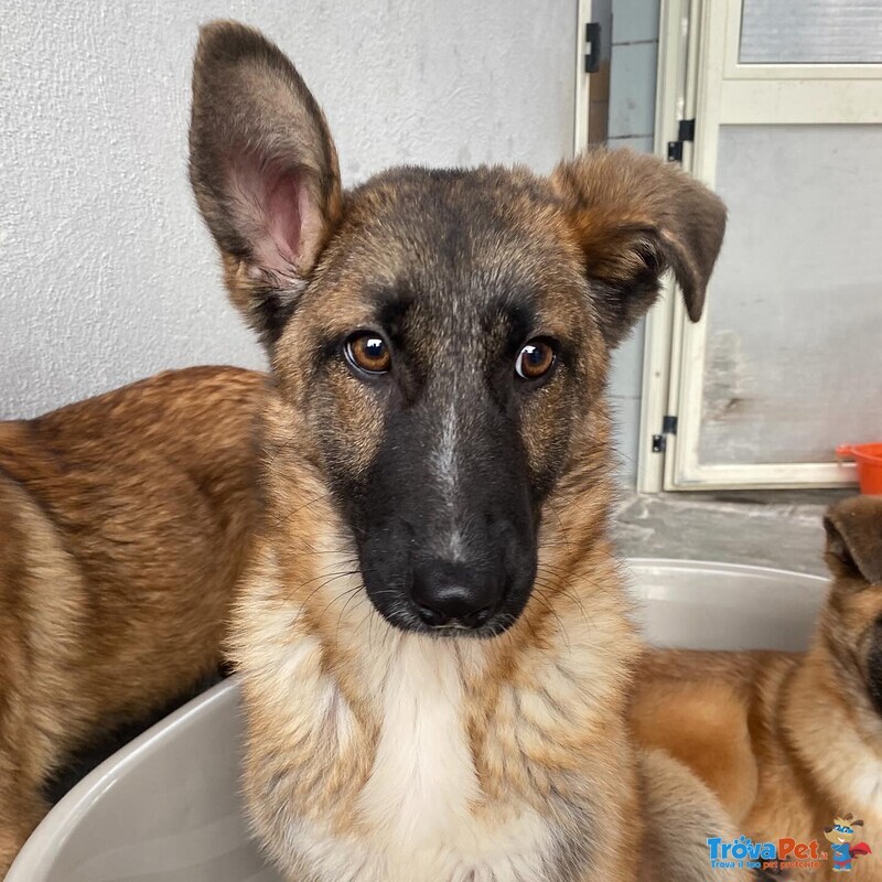 Dafne Cucciolona Incrocio Pastore Belga Cerca casa - Adozione Canile di Latina - Foto n. 5