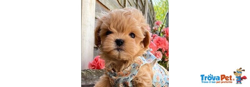 Maltipoo & Maltipo Cuccioli Pagaamento in 12 Rate - Foto n. 1