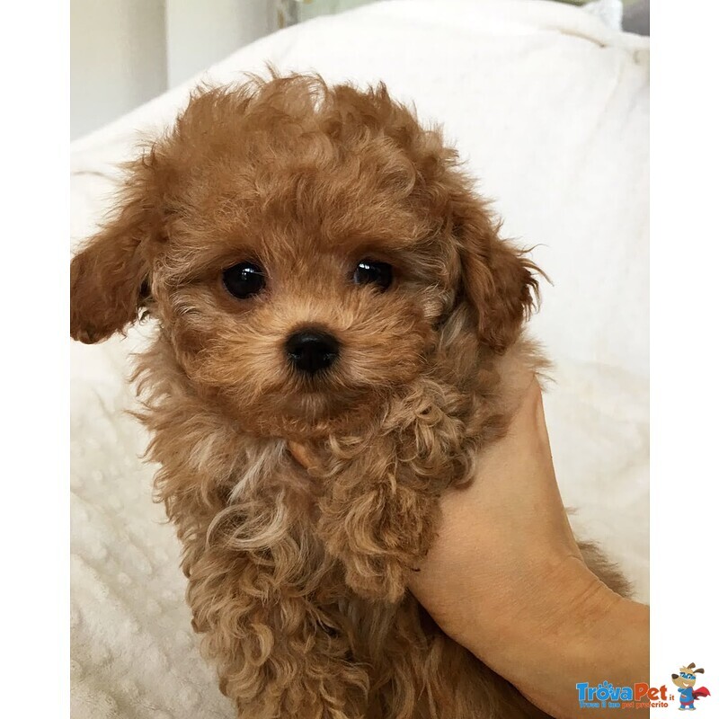 Barboncini toy - Barboncino nano Cuccioli Pagamenti Dilazionati - Foto n. 1