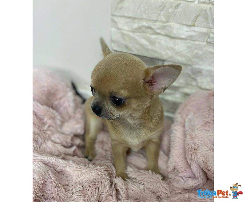 Chihuahua toy Cuccioli Fulvi - Pagamento Rateale - Foto n. 1