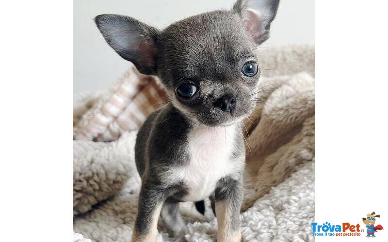 Chihuahua toy Cuccioli blu - rate da 12 Mesi - Foto n. 1