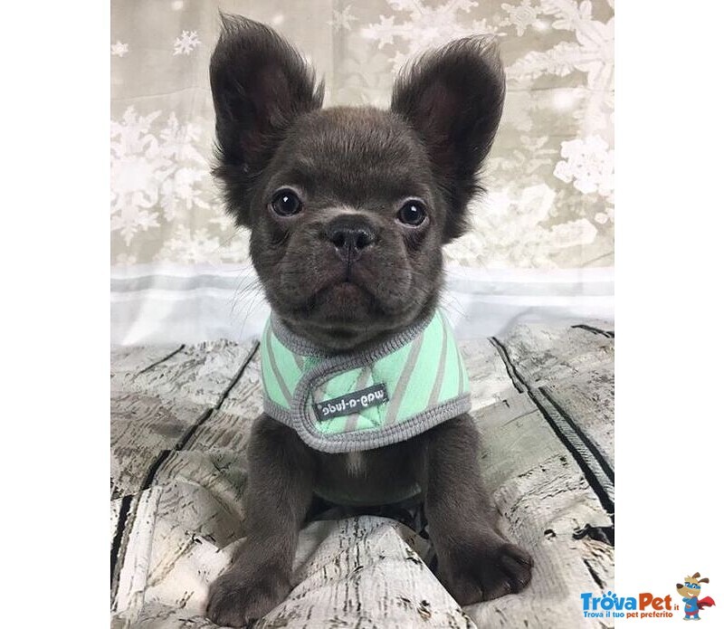 Bulldog - Bouledogue Francese Cuccioli Fluffy Pagamento Dilazionato - Foto n. 1