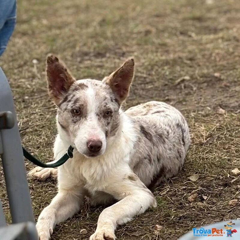Severino Border Collie Smooth 11 Mesi - Foto n. 2