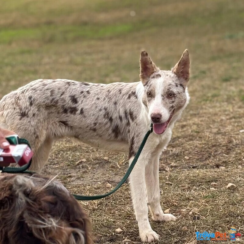 Severino Border Collie Smooth 11 Mesi - Foto n. 3