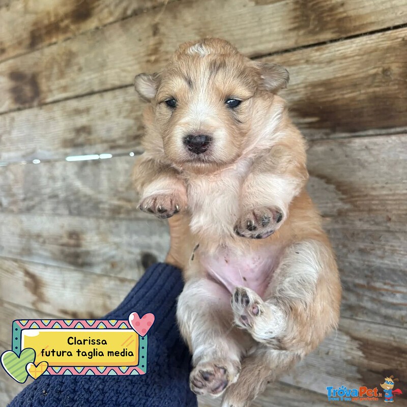 Clarissa Dolce Cucciola Futura Taglia Media Cerca casa - in Adozione - Foto n. 1