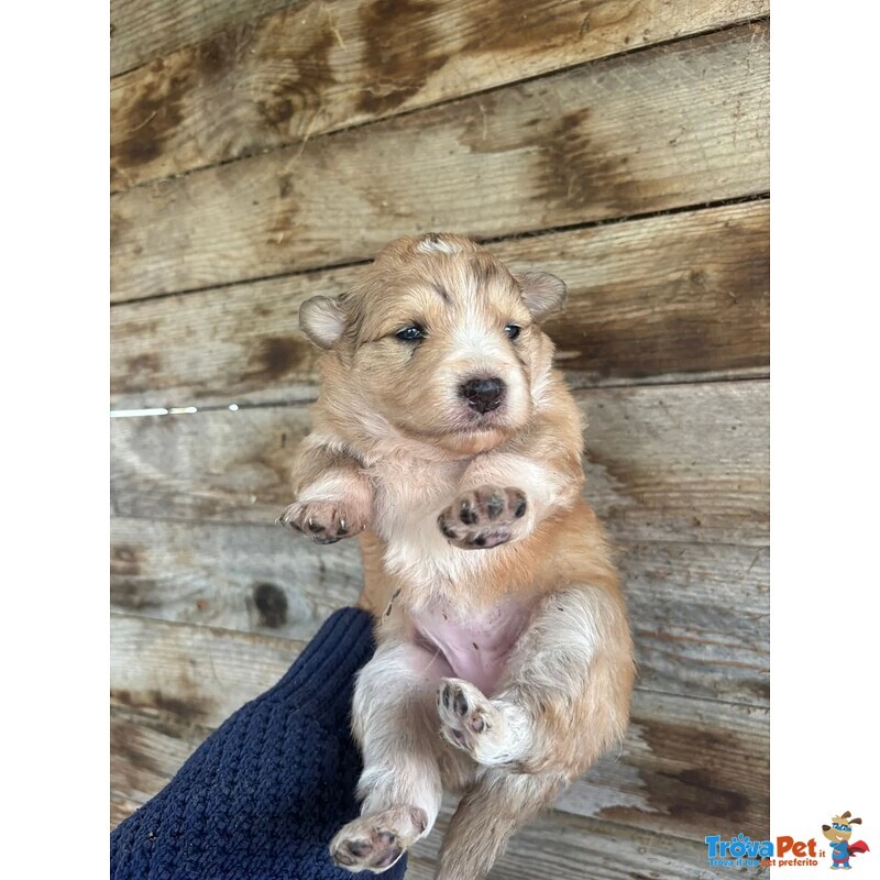 Clarissa Dolce Cucciola Futura Taglia Media Cerca casa - in Adozione - Foto n. 2