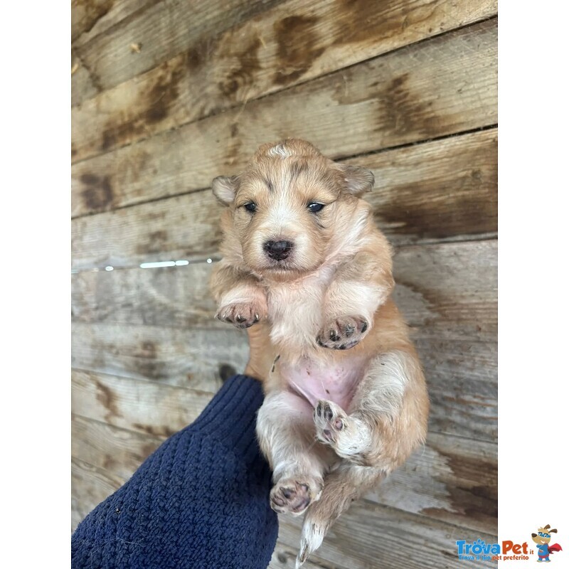 Clarissa Dolce Cucciola Futura Taglia Media Cerca casa - in Adozione - Foto n. 4