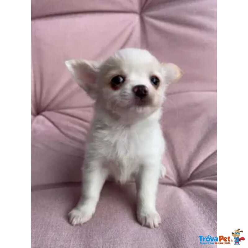 Chihuahua toy pelo Lungo - Foto n. 1