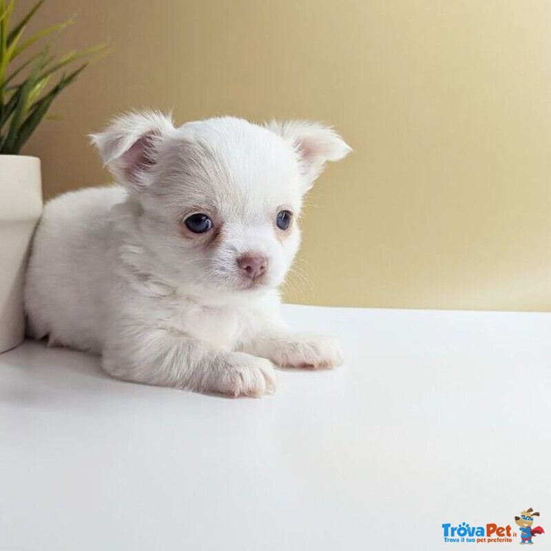 Chihuahua toy pelo Lungo - Foto n. 2